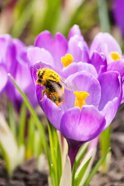 Spring flowers — Stock Photo, Image