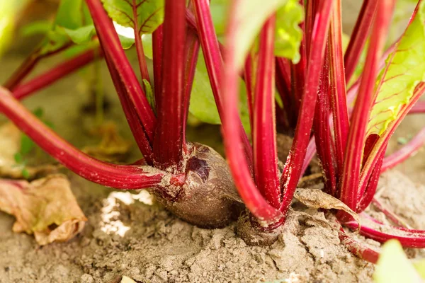 Beetroot in the garden — Stock Photo, Image