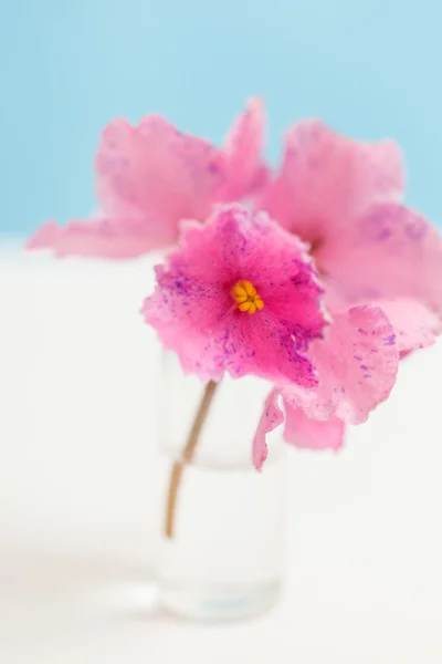 Flores rosadas —  Fotos de Stock