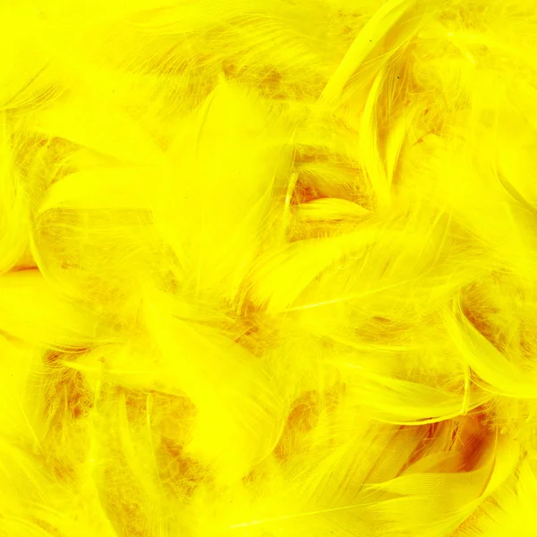Plumas de color —  Fotos de Stock