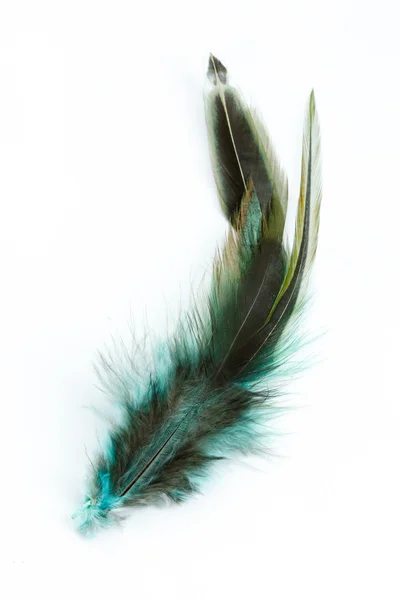 Color feathers — Stock Photo, Image