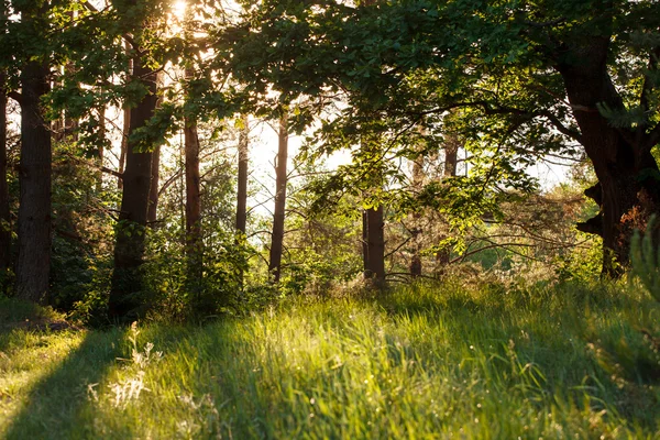 Floresta de verão — Fotografia de Stock