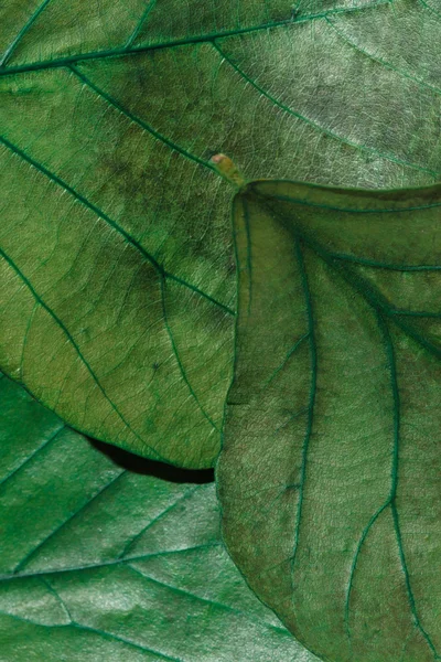 Leaves texture — Stock Photo, Image