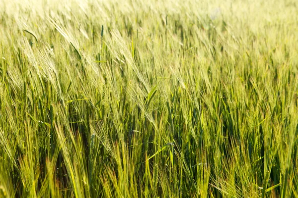 Trigo verde en un campo — Foto de Stock