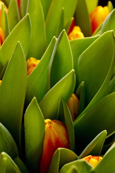 Beautiful tulips — Stock Photo, Image