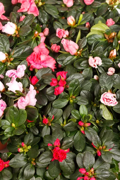 Plante en fleurs d'azalée — Photo