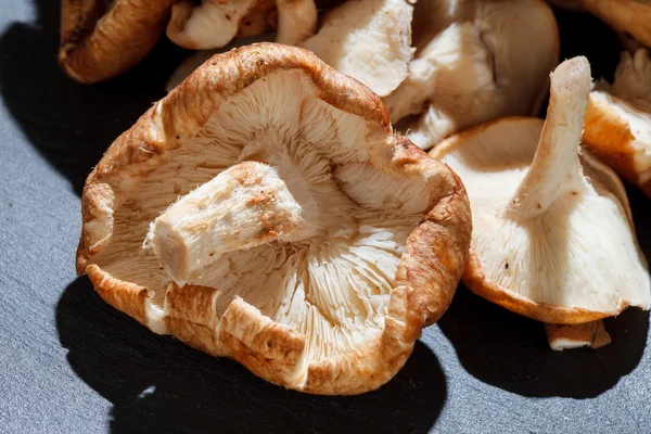 Shiitake Mushrooms — Stock Photo, Image