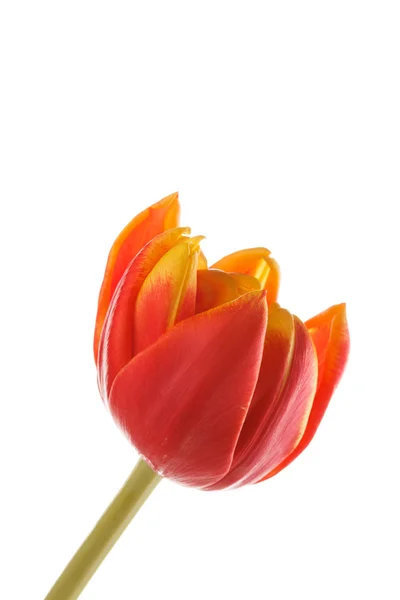 Bel tulipano — Foto Stock