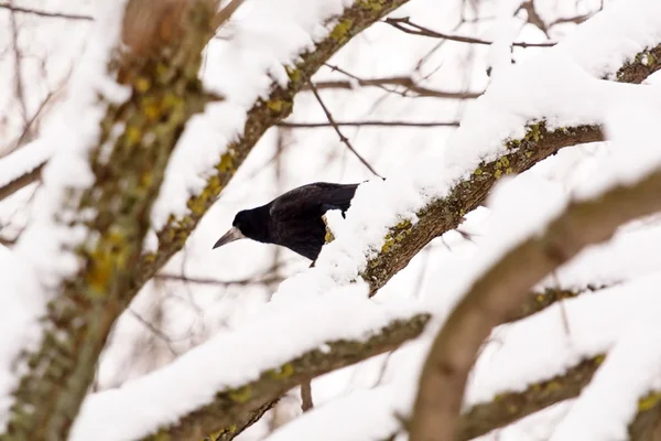 Corbeau assis sur un arbre — Photo