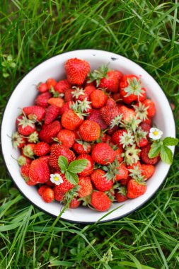Taze çilek.