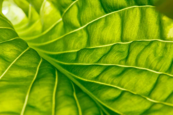 Leaf background — Stock Photo, Image