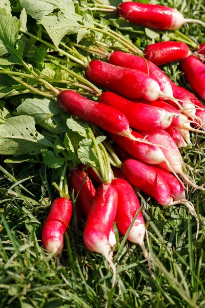 Fresh radish — Stock Photo, Image