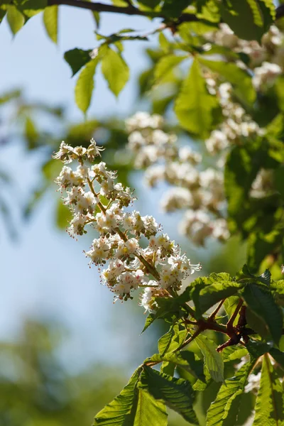 Ramas florecientes de chestnu — Foto de Stock