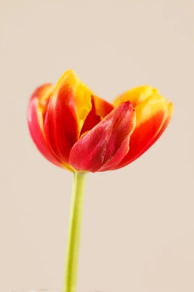 漂亮的郁金香 — 图库照片