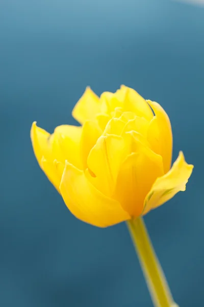 Bonito tulipán —  Fotos de Stock