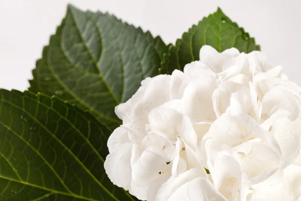 Hortensia blanca — Foto de Stock