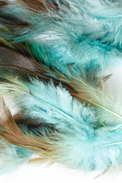 Color feathers — Stock Photo, Image