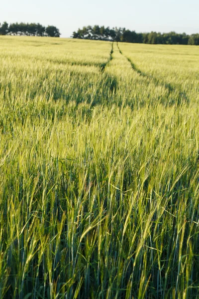 Grüner Weizen auf einem Feld — Stockfoto