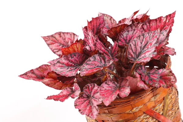 Begonia in pot — Stock Photo, Image