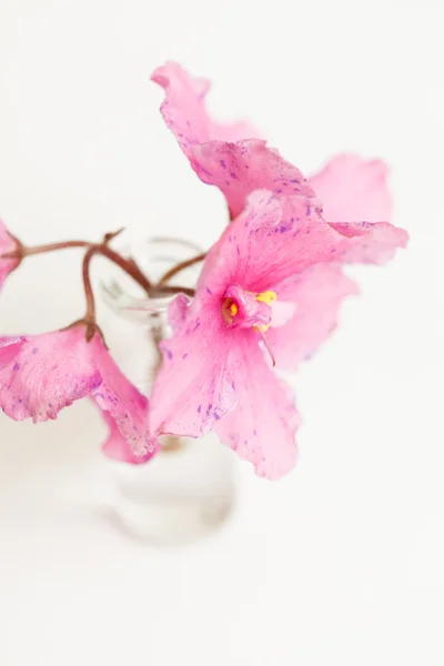 Pink flowers — Stock Photo, Image