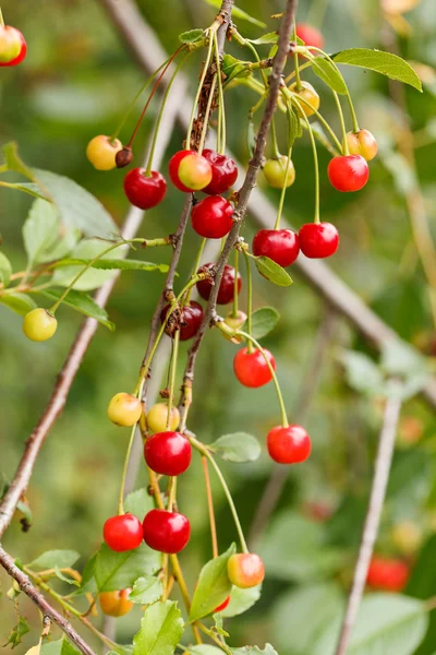 Cherry in the garden — Stock Photo, Image