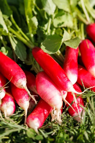 Fresh radish — Stock Photo, Image