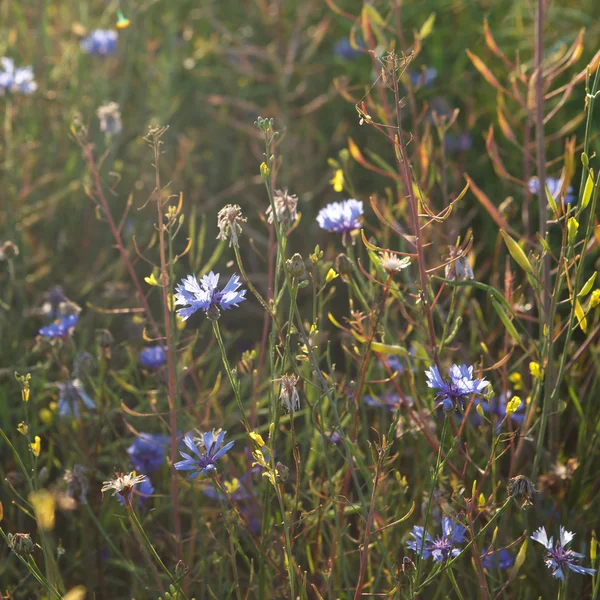 Cornflowers의 분야 — 스톡 사진