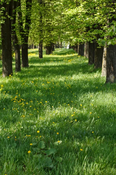 Vakker park – stockfoto