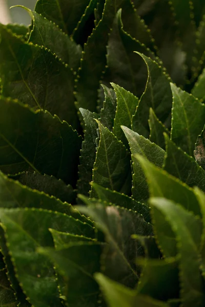 Leaves background — Stock Photo, Image