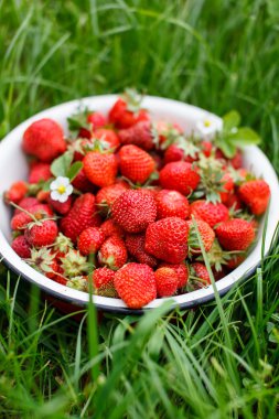 Taze çilek.