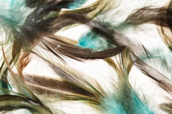 Plumes de couleur — Photo