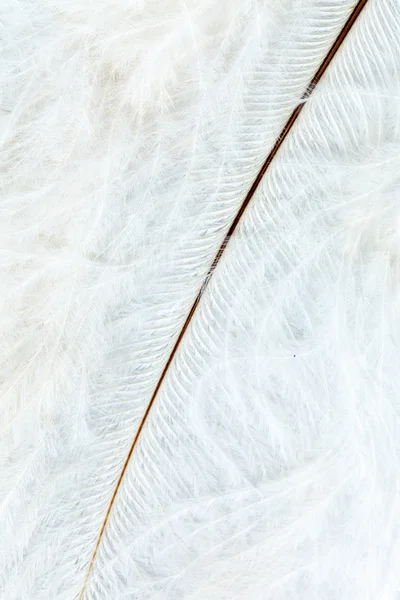 Color feathers — Stock Photo, Image