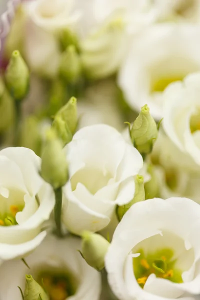 White flowers — Stock Photo, Image