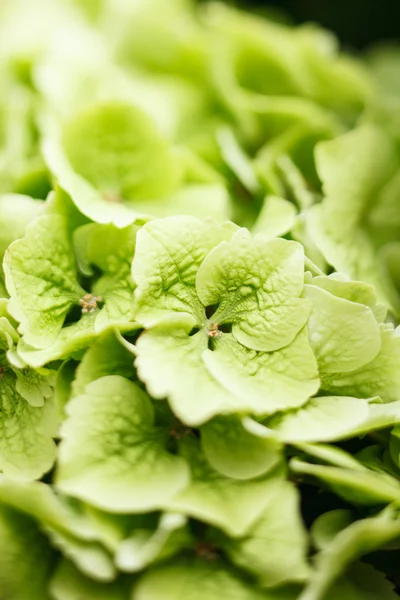 Green hydrangea — Stock Photo, Image