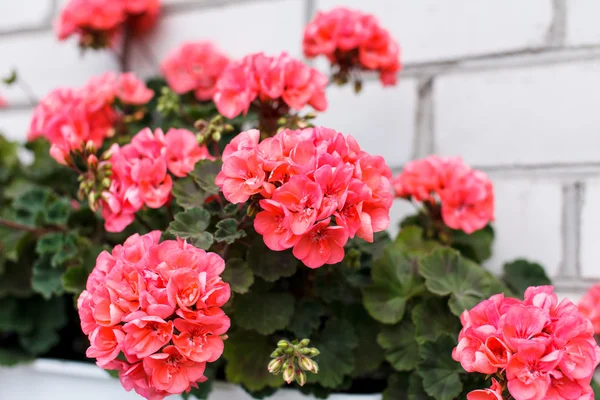 Nice geranium — Stock Photo, Image