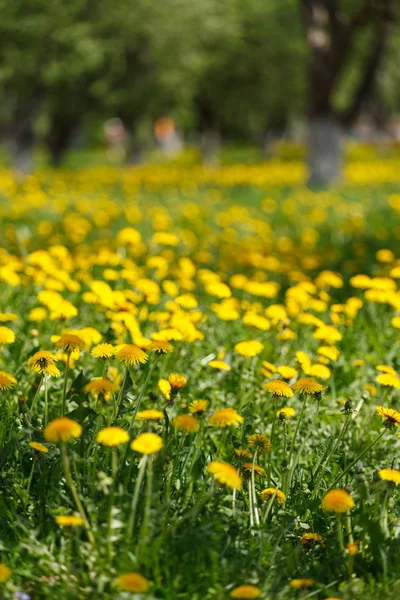 Spring park — Stock Photo, Image