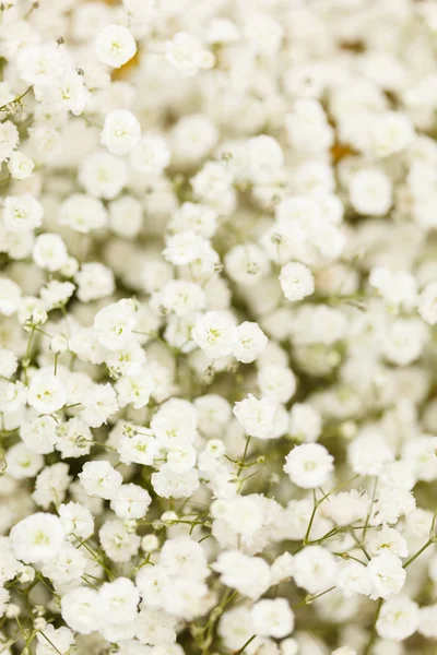 Witte bloemen — Stockfoto