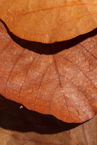 Feuilles texture — Photo