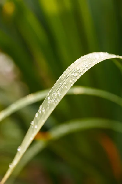 Herbe avec gouttes d'eau — Photo