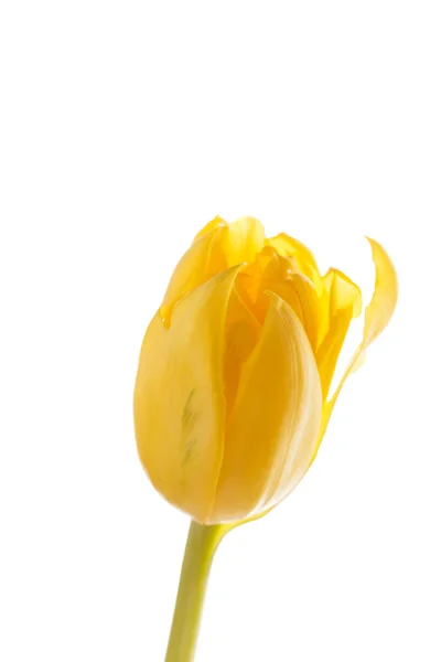 Schöne Tulpe — Stockfoto