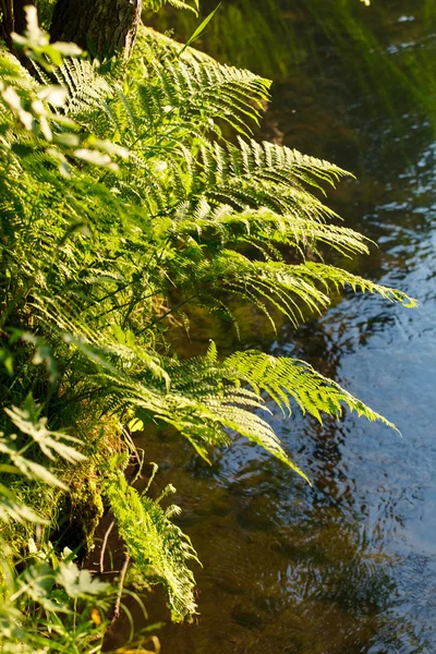 Sommarlandskap — Stockfoto