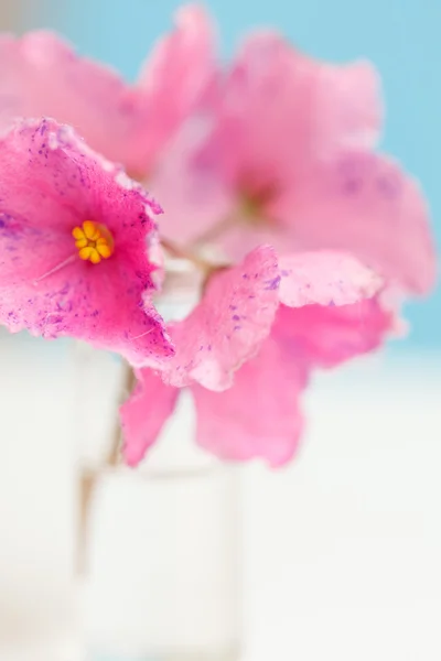 Flores cor de rosa — Fotografia de Stock