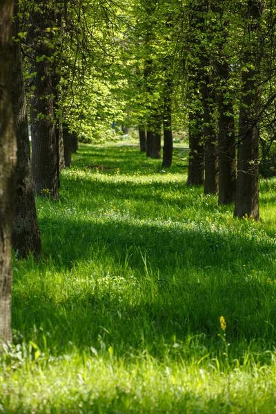 Güzel park — Stok fotoğraf