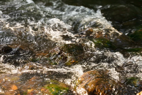 Waldfluss — Stockfoto