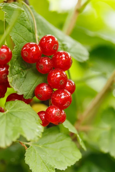 Red currant — Stock Photo, Image