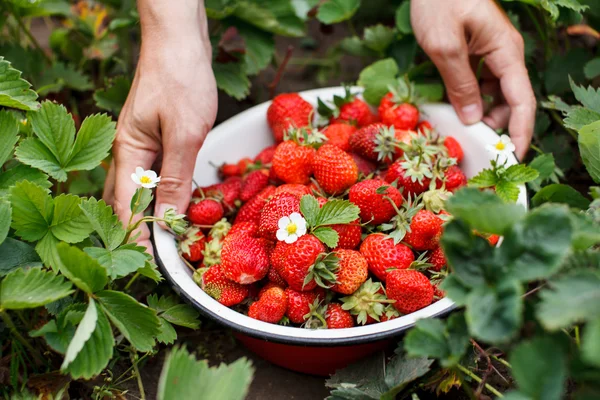 Fraises dans le jardin — Photo