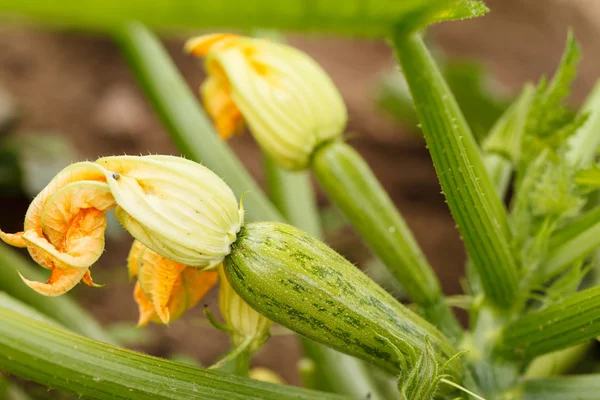 Zucchini no jardim — Fotografia de Stock