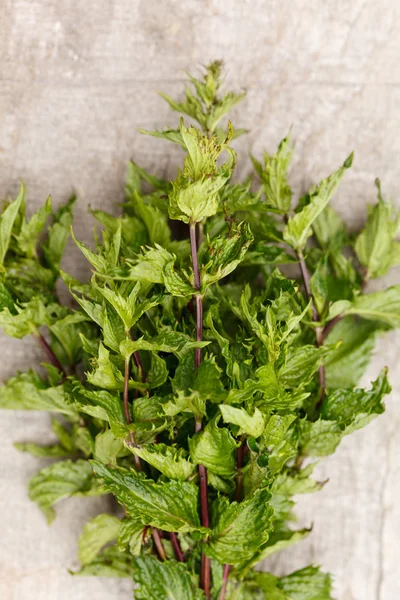 Menta fresca — Foto Stock