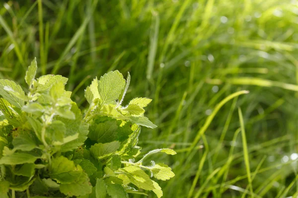 Fresh mint — Stock Photo, Image