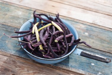 Mor çalı fasulyesi